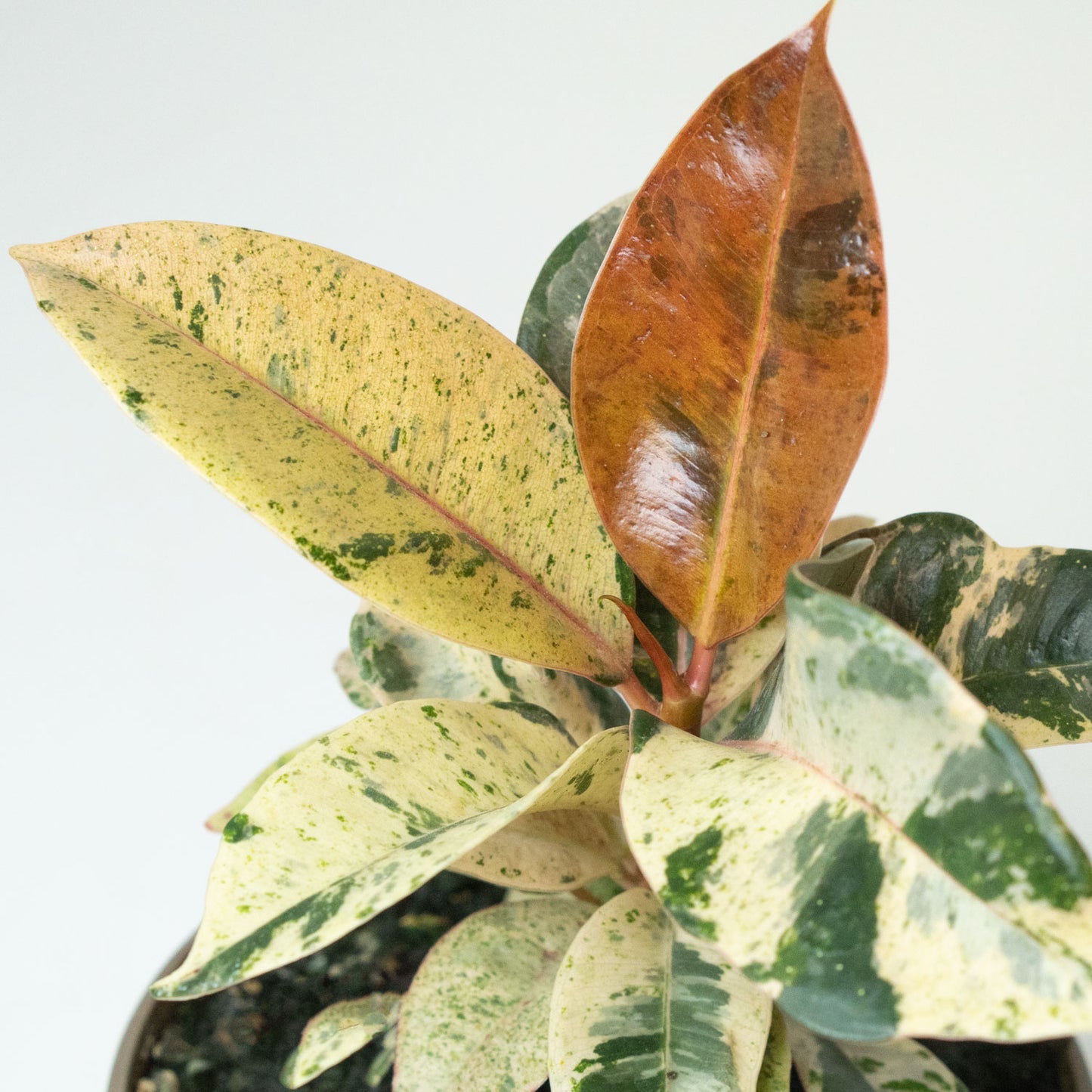 Ficus Shivereana Moonshine