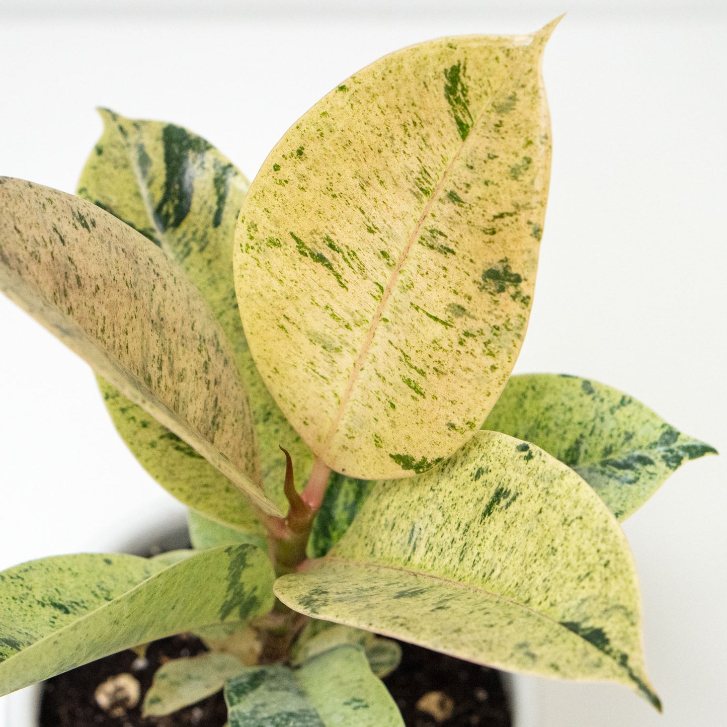 Ficus Shivereana Moonshine