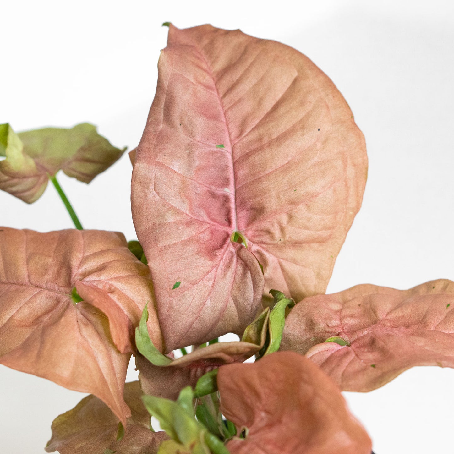 Syngonium Pink Neon