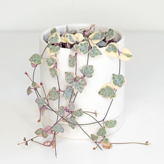 String of Hearts (Ceropegia woodii)