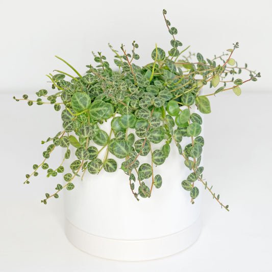 String of Turtles (Peperomia prostrata)