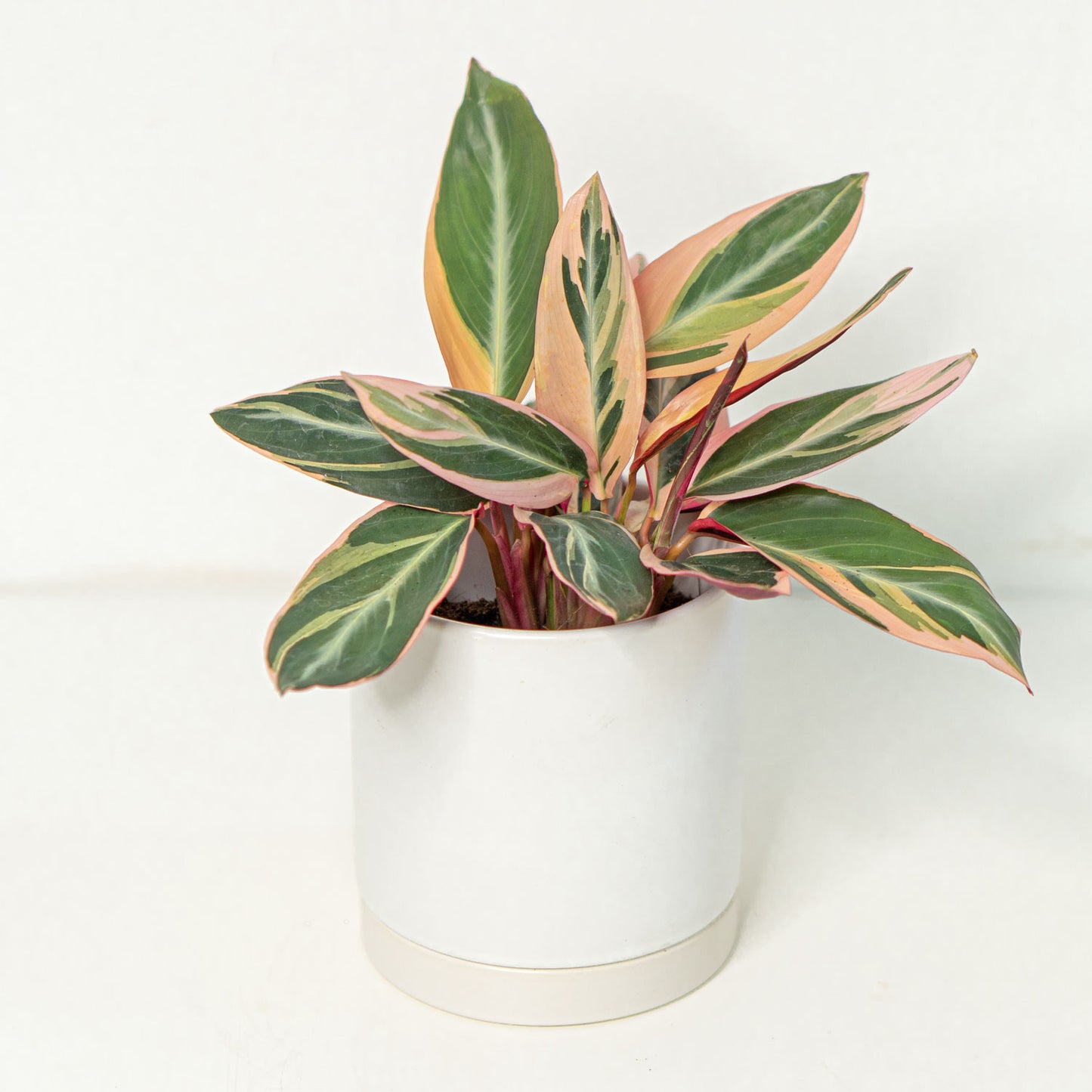 Stromanthe Triostar