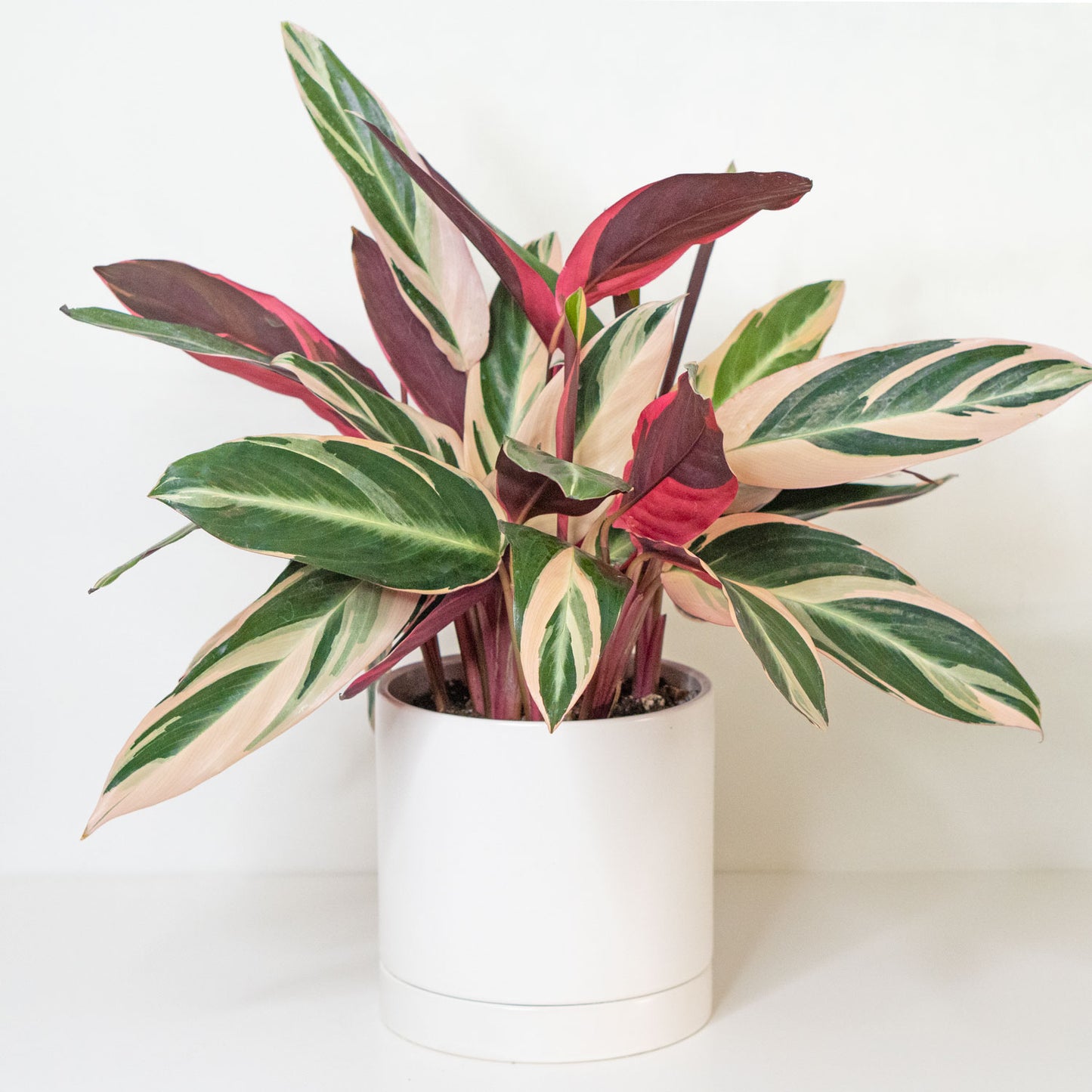 Stromanthe Triostar