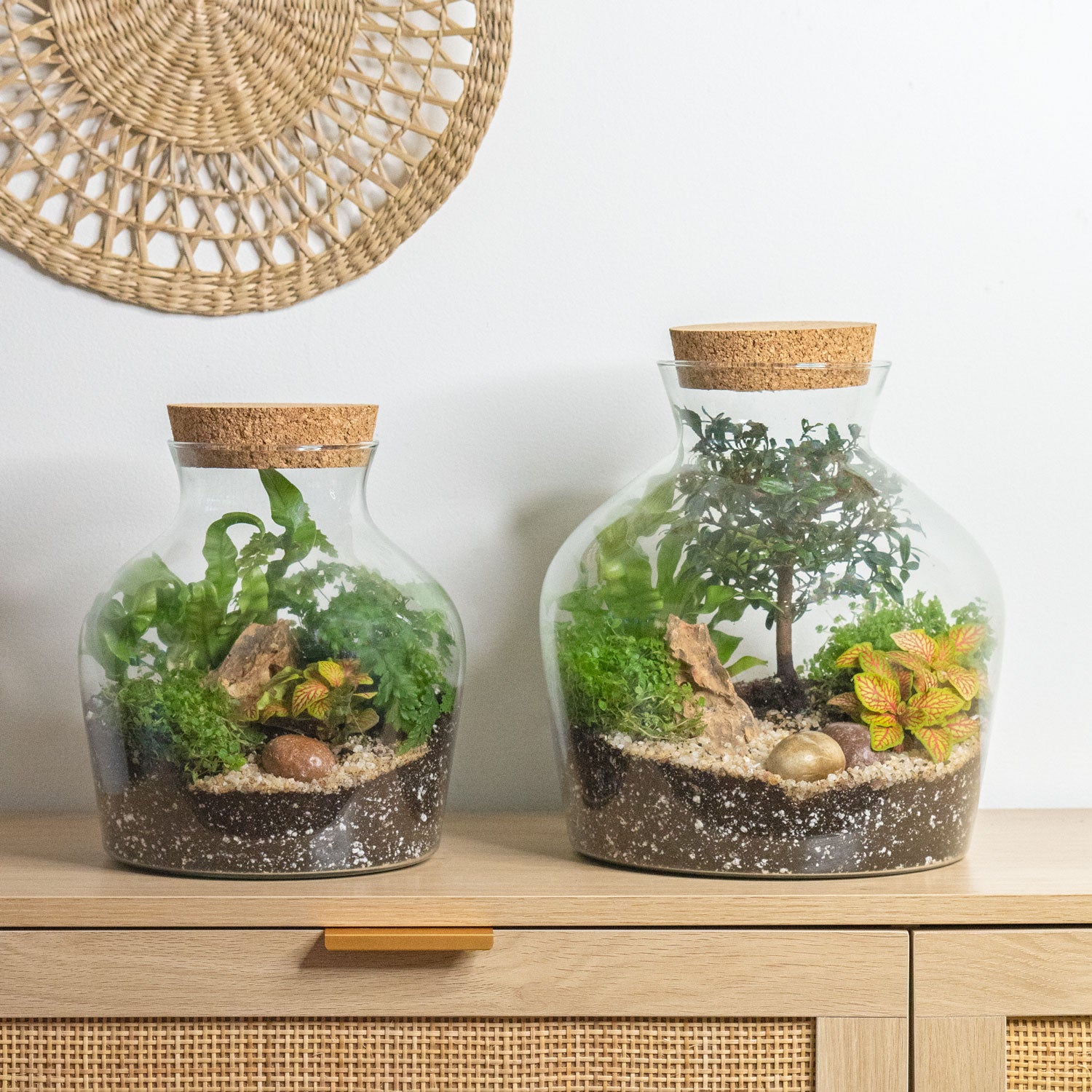 self sustaining plant terrarium Plant Terrarium Bundle - Terrarium Duo - Self-Sustaining Miniature Gardens - DIY terrarium kit