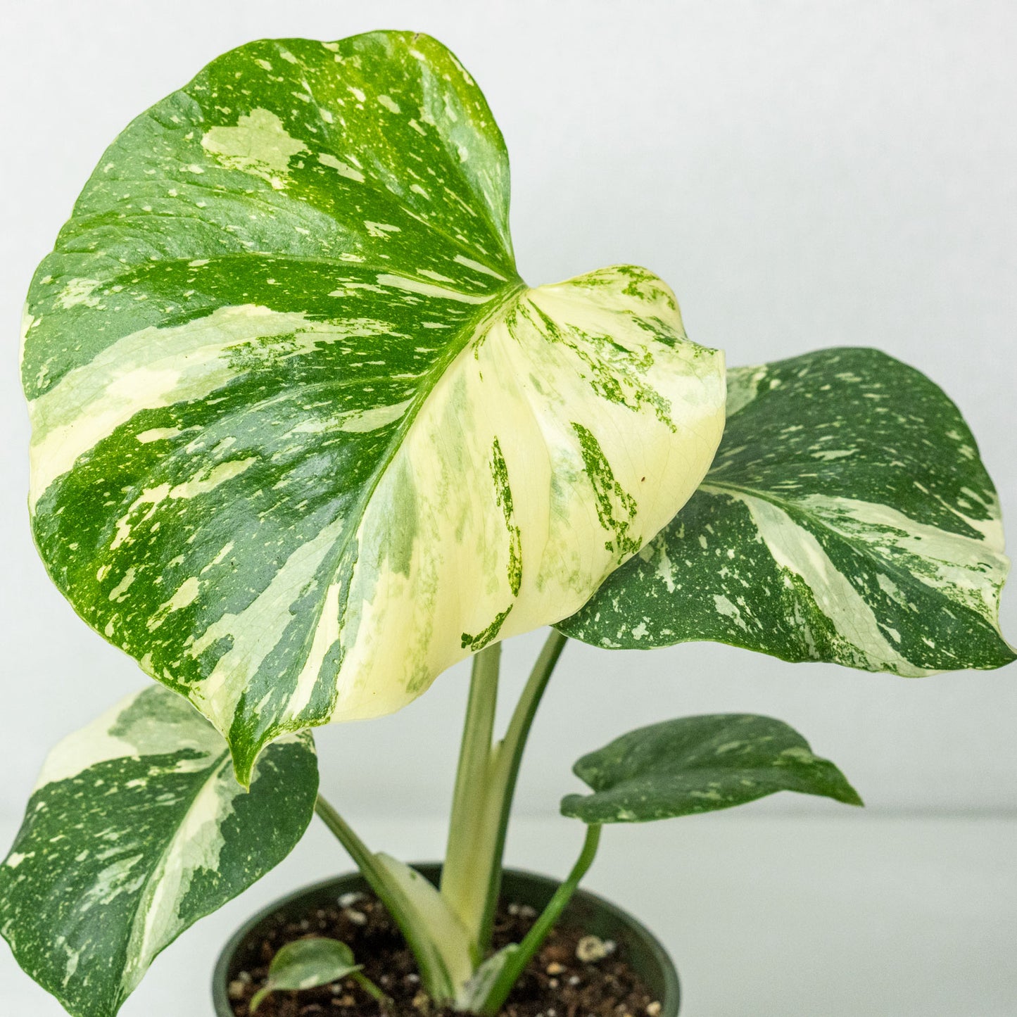 Monstera Thai Constellation
