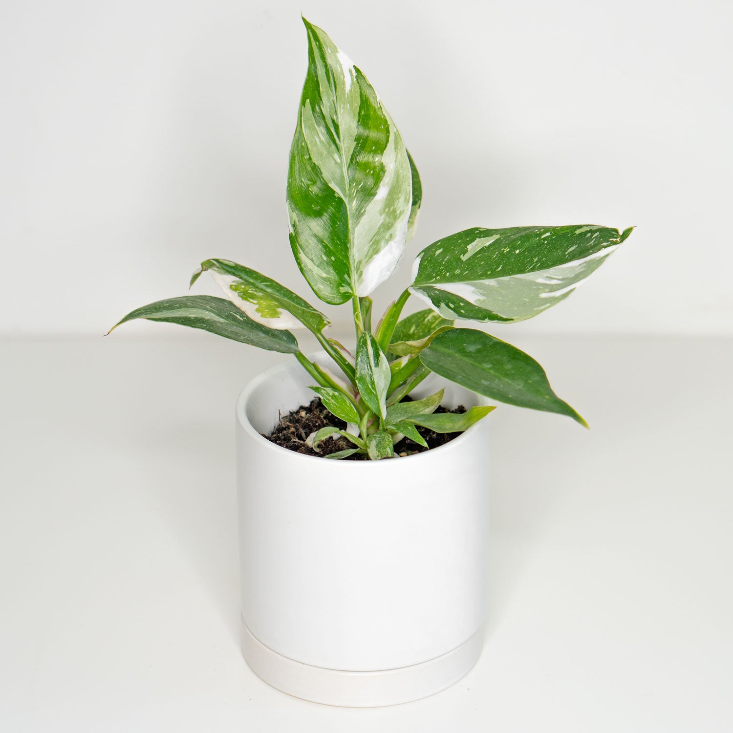 white princess philodendron for sale Philodendron White Princess | White Princess Philodendron in 4.5” Pot | Rare Indoor Plants for Delivery | Houseplant for sale