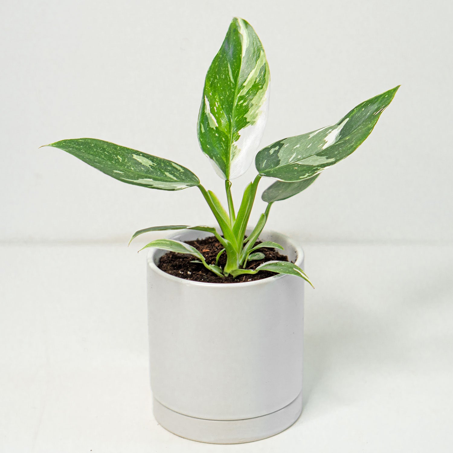 chinese philodendron Philodendron White Wizard | White Wizard Philodendron 4.5” Pot | Rare Potted Indoor Plants for Delivery | Houseplants for sale