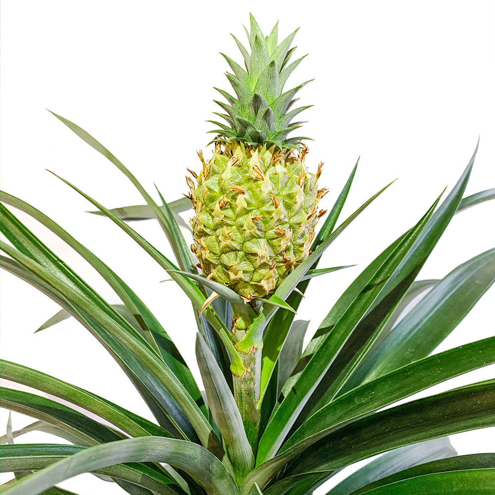 Set of Potted Fruit Houseplants Juicy - Bundle of Fruit Plants Citrus Calamondin & Pineapple 6” - Buy set of repotted indoor plants Citrus Calamansi & Pineapple for delivery at Planteia