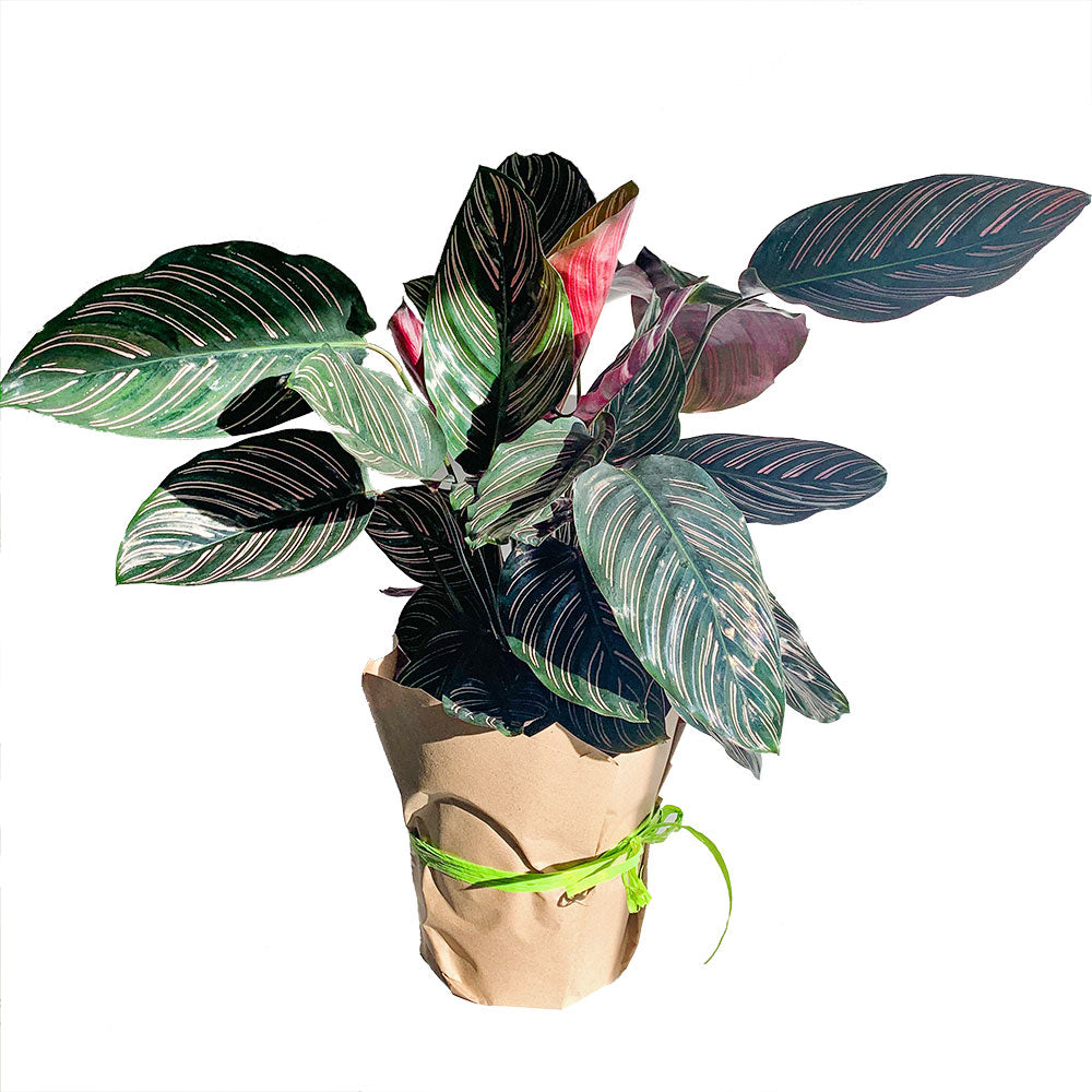 Potted Prayer Plant - Rare Houseplant Calathea Sanderiana Ornata 6” - Buy repotted rare indoor plant Calathea Sanderiana Ornata for delivery at Planteia