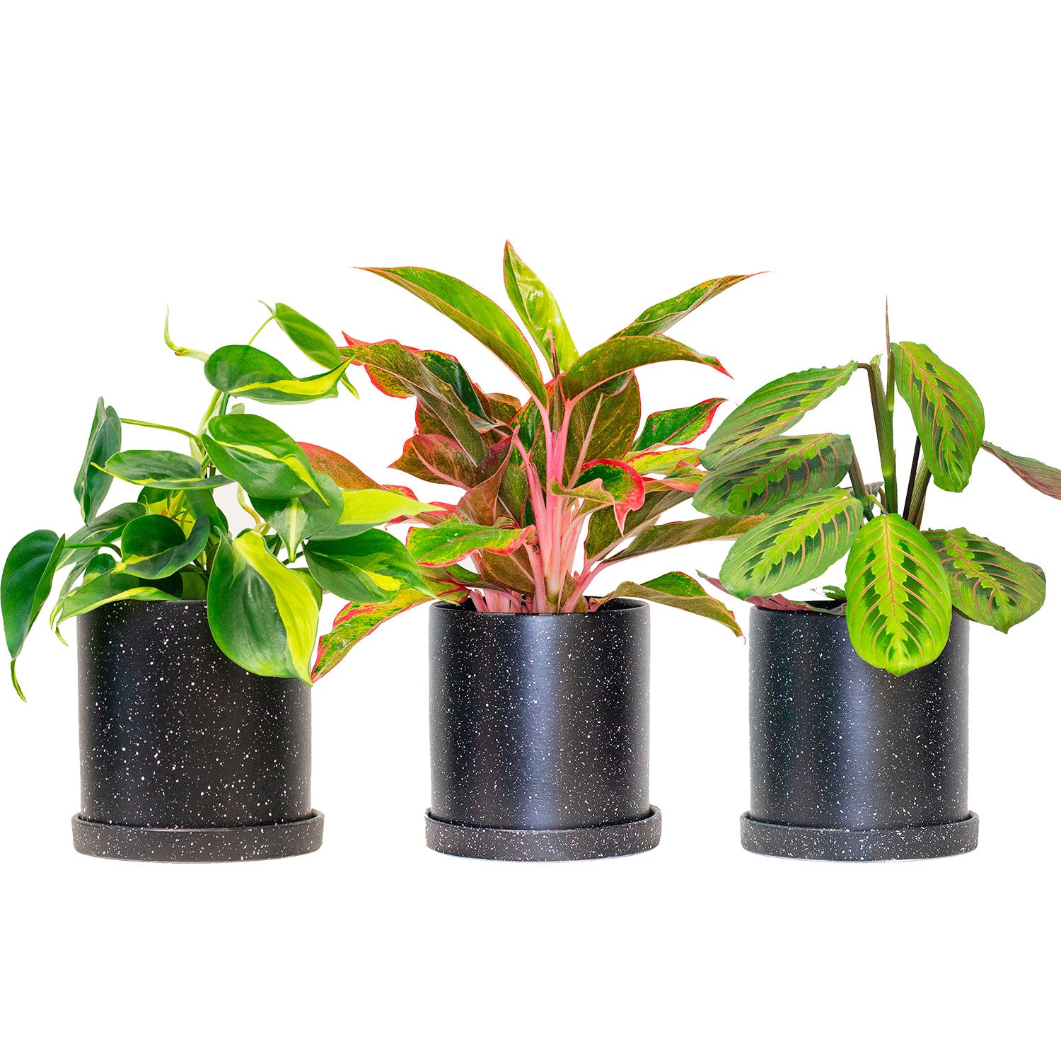 aglaonema crete care Plant Bundle Lush (Aglaonema Crete, Maranta & Philodendron