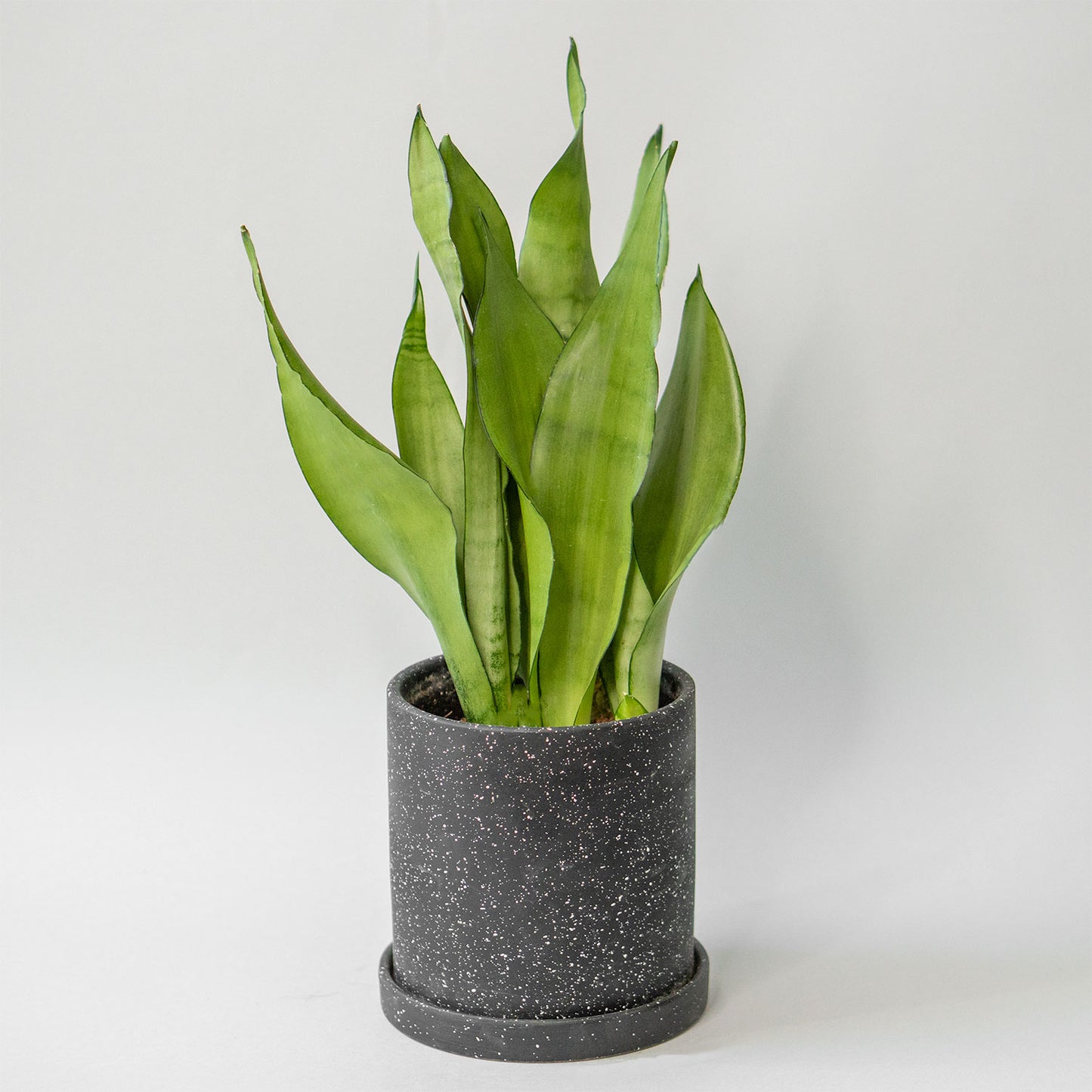 Snake Plant Moonshine