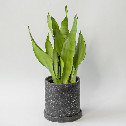 Snake Plant Moonshine