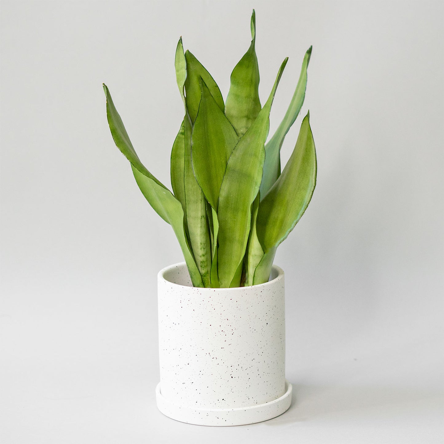 Snake Plant Moonshine
