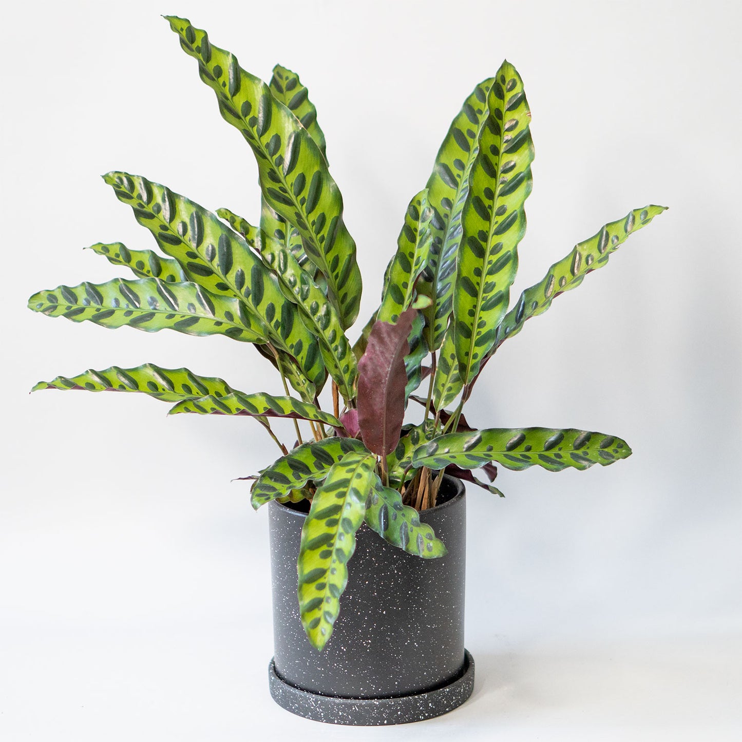 Potted Prayer Plant - Shop Houseplant Calathea Rattlesnake Lancifolia 6” - Buy repotted indoor plant Calathea Rattlesnake Lancifolia for delivery at Planteia
