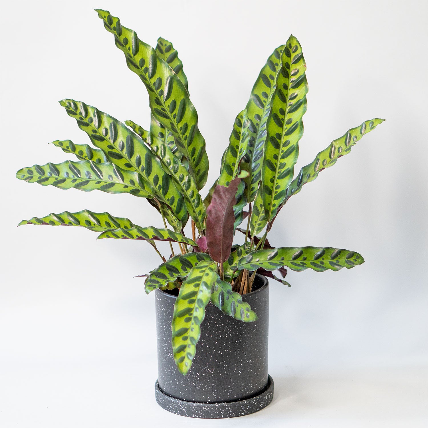 Potted Prayer Plant - Shop Houseplant Calathea Rattlesnake Lancifolia 6” - Buy repotted indoor plant Calathea Rattlesnake Lancifolia for delivery at Planteia