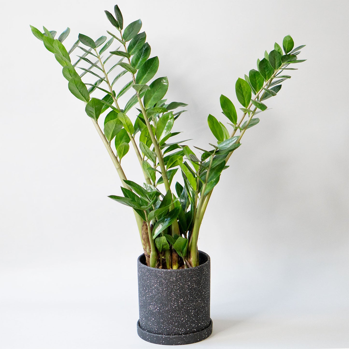 Potted ZZ Plant Zamioculcas - Best Quality Easy-Care Houseplant Zamioculcas Zamiifolia 6” - Buy repotted indoor plant ZZ Plant Zamioculcas for delivery at Planteia