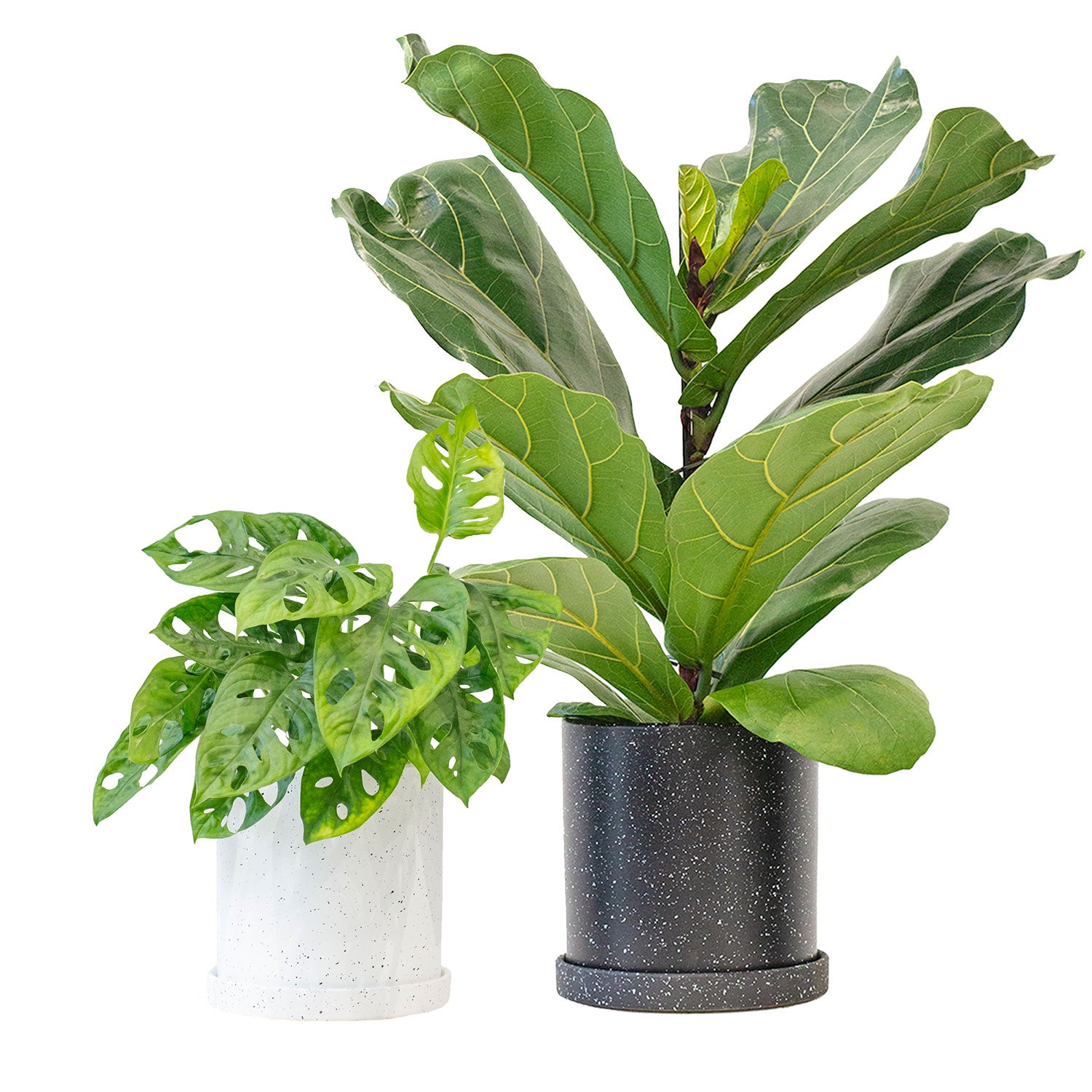 fiddle leaf fig vs monstera Plant Bundle Trendy (Fiddle Leaf Fig & Monstera Adasonii)
