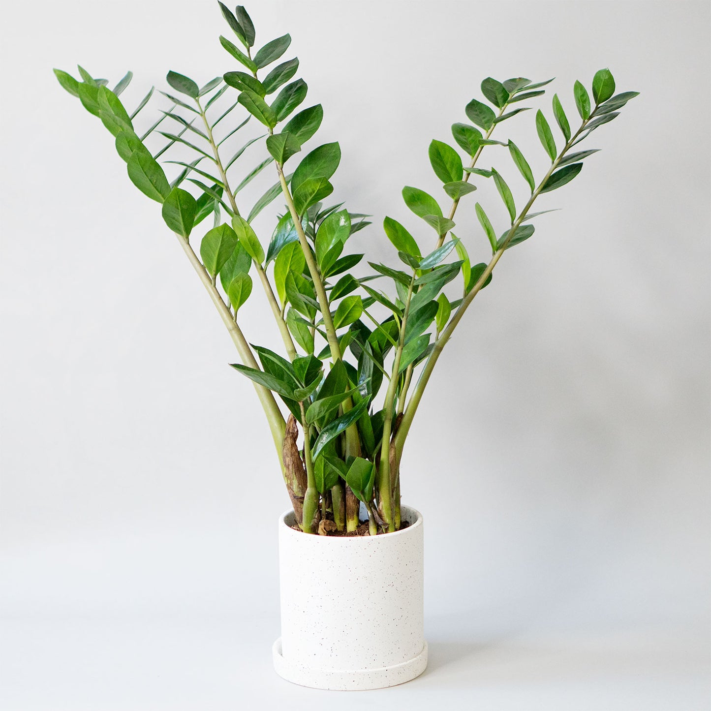 Potted ZZ Plant Zamioculcas - Best Quality Easy-Care Houseplant Zamioculcas Zamiifolia 6” - Buy repotted indoor plant ZZ Plant Zamioculcas for delivery at Planteia