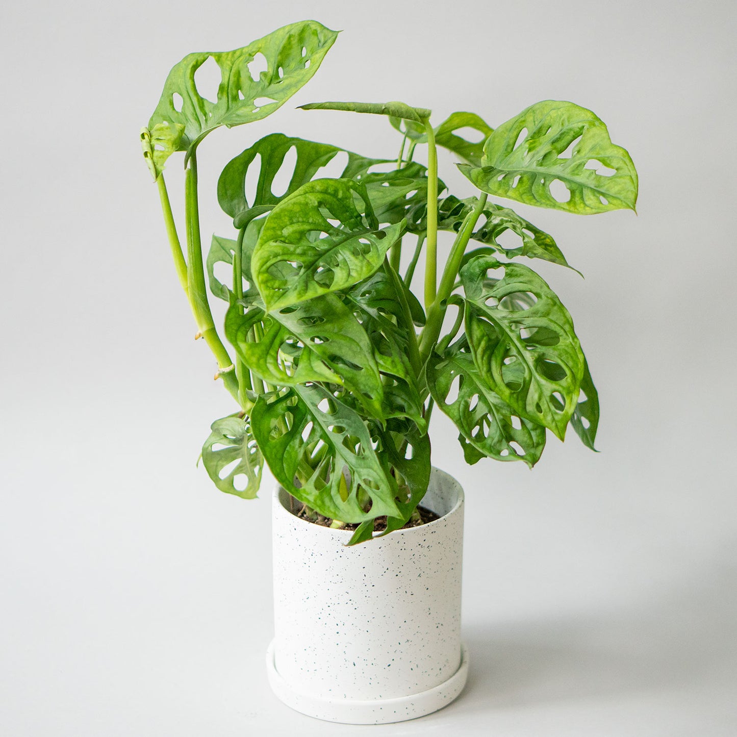 Potted Monstera Swiss Cheese - Best Quality Easy-Care Houseplant Monstera Adansonii Obliqua 6” - Buy repotted indoor plant Monstera Adansonii Swiss Cheese for delivery at Planteia