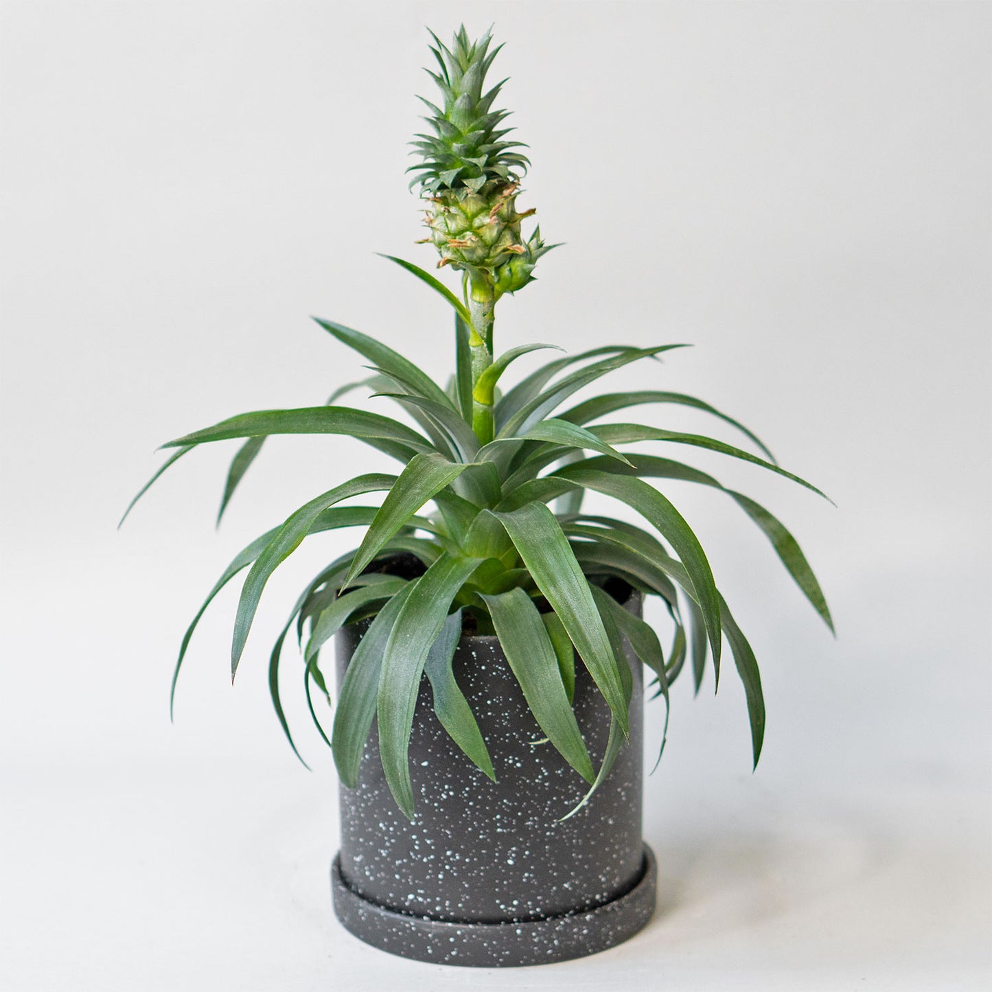 Potted Fruit Houseplant Pineapple 6” - Buy repotted indoor plant Pineapple for delivery at Planteia