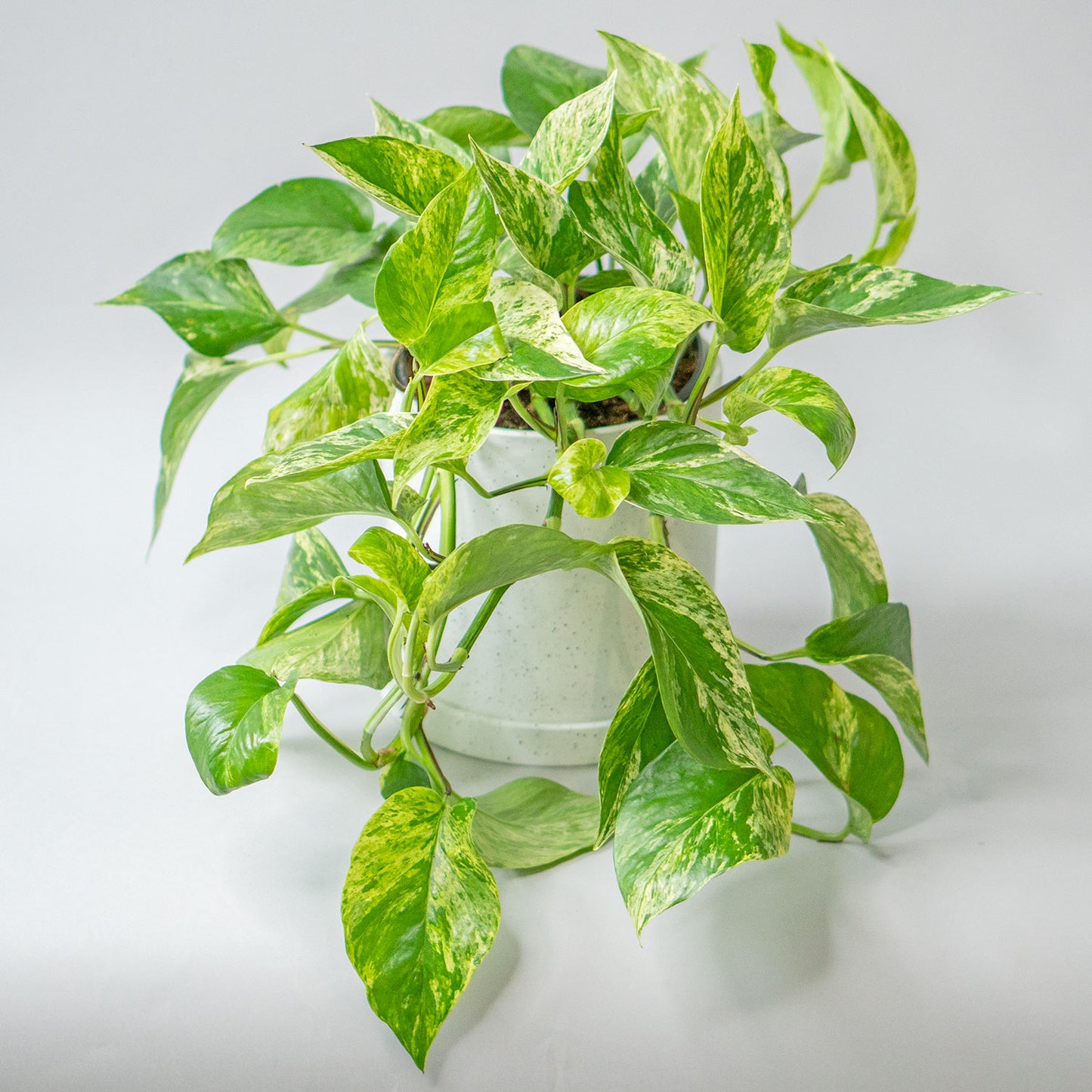 Potted Pothos Marble Queen - Best Quality Easy-Care Trailing Houseplant Pothos Marble Queen 6” - Buy repotted easy-care indoor plant Pothos White Marble for delivery at Planteia