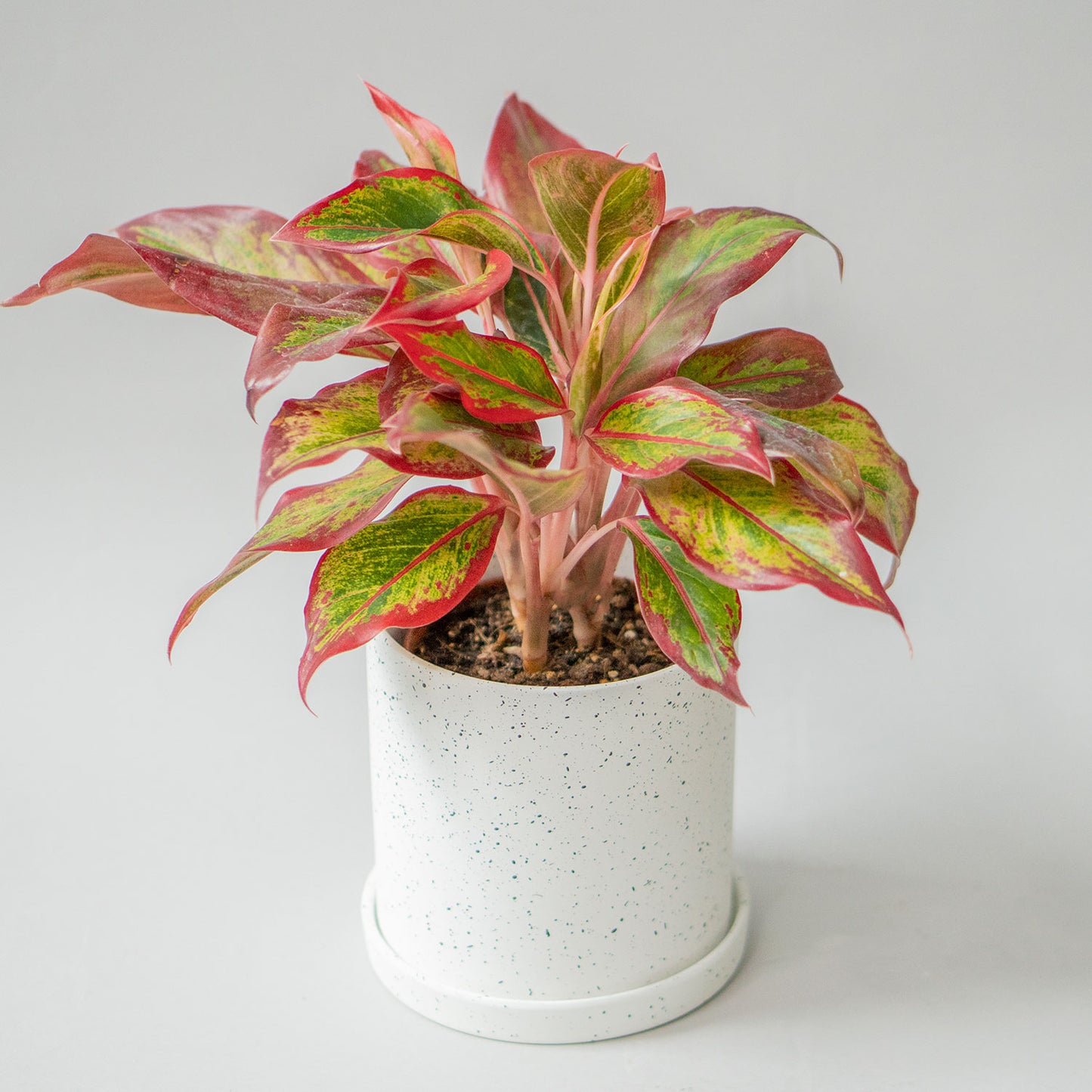 Potted Easy-Care Chinese Evergreen - Shop Houseplant Aglaonema Crete Red Valentine 6” - Buy repotted indoor plant Chinese Evergreen for delivery at Planteia