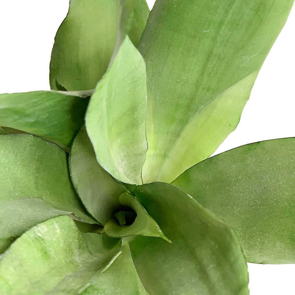 Snake Plant Moonshine