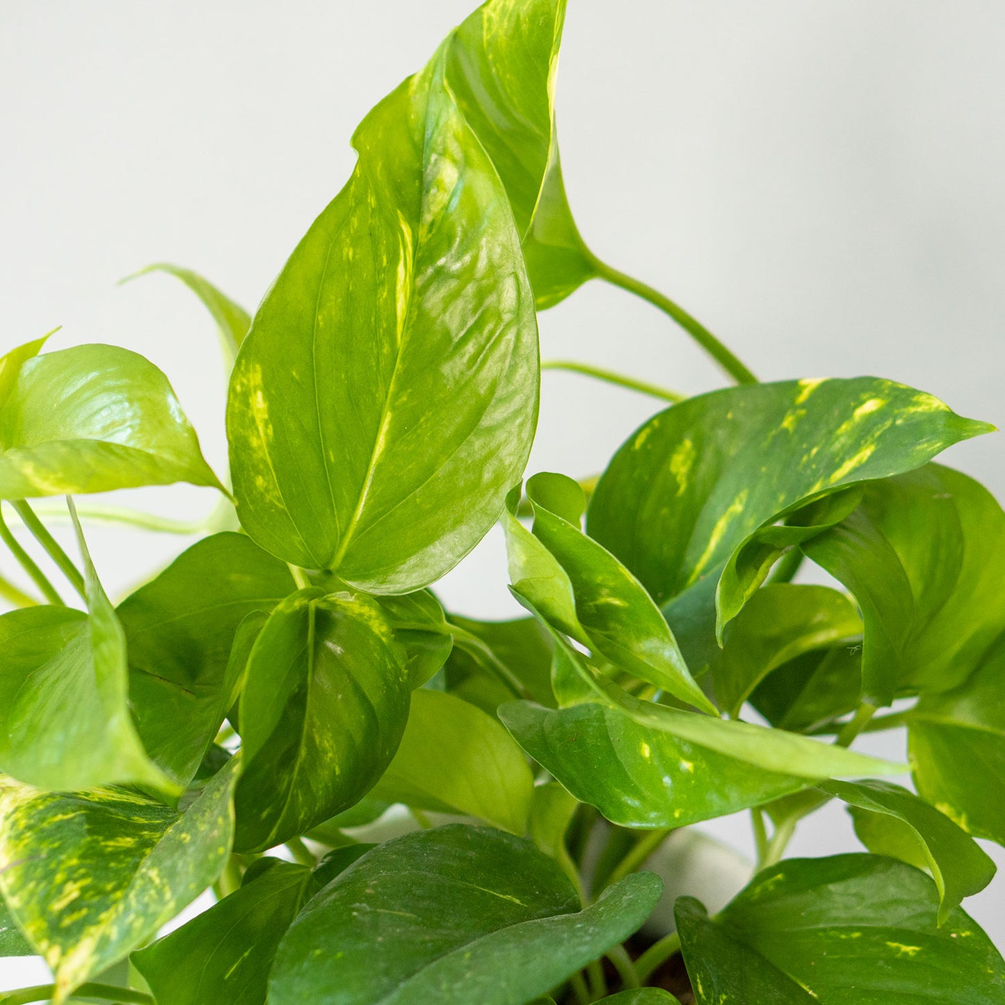 Leaves of Potted Pothos Golden - Best Quality Easy-Care Trailing Houseplant Pothos Golden 6” - Buy repotted easy-care indoor plant Pothos Golden for delivery at Planteia