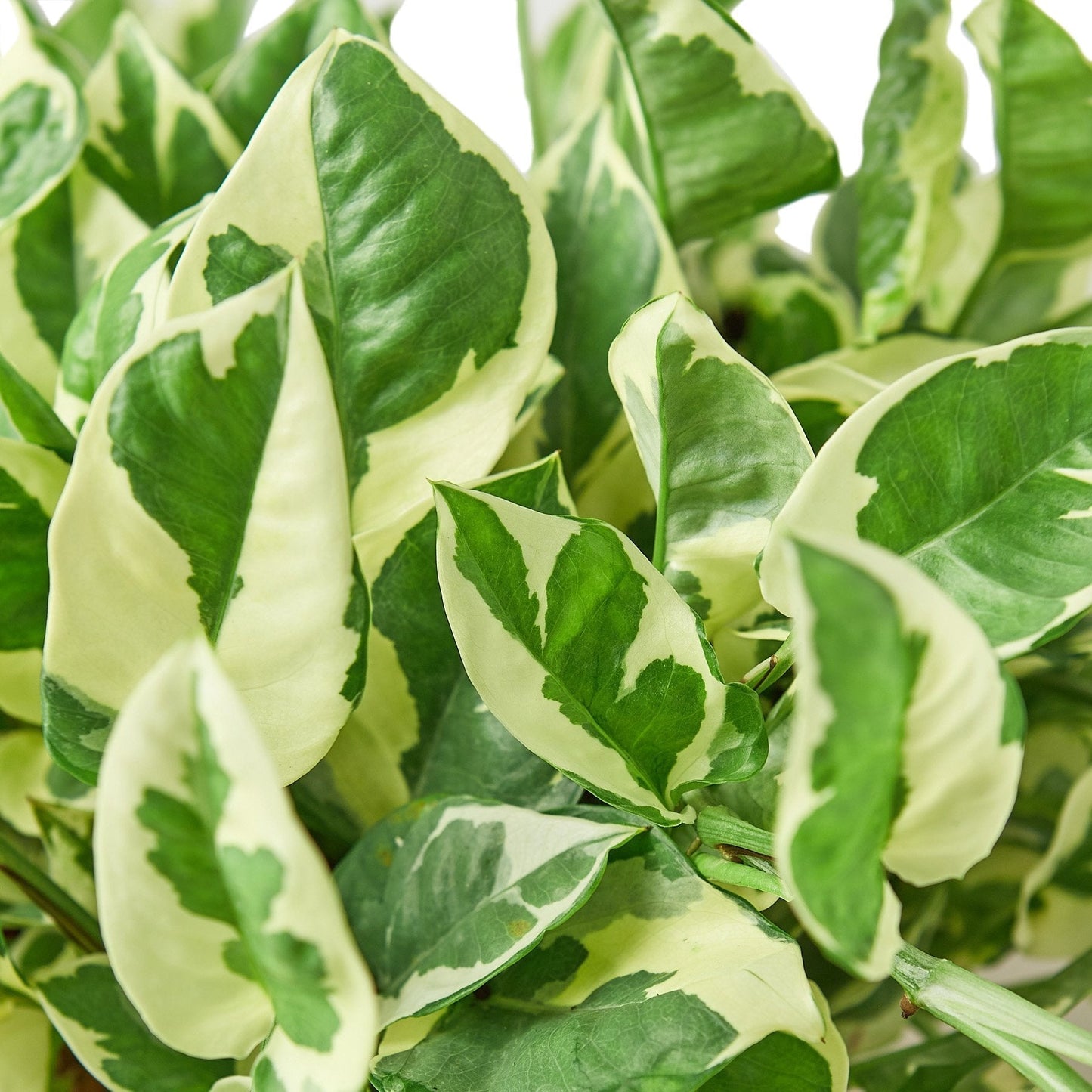 Leaves of Potted Pothos N’Joy - Best Quality Easy-Care Trailing Houseplant Pothos N’Joy 6” - Buy repotted easy-care indoor plant Pothos N’Joy for delivery at Planteia