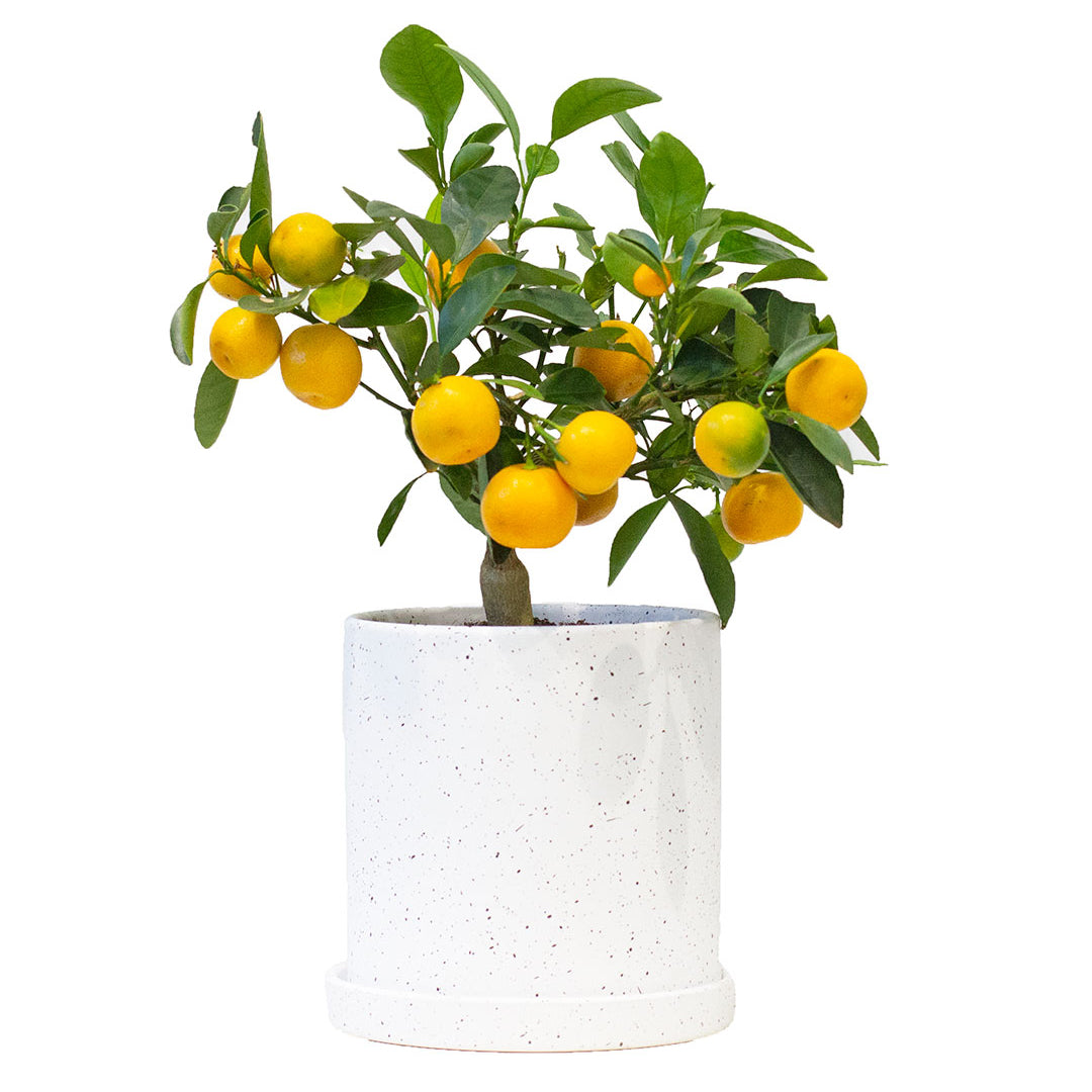 Set of Potted Fruit Houseplants Juicy - Bundle of Fruit Plants Citrus Calamondin & Pineapple 6” - Buy set of repotted indoor plants Citrus Calamansi & Pineapple for delivery at Planteia