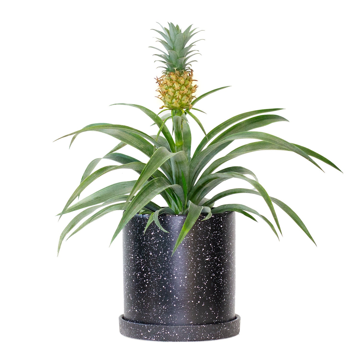 Set of Potted Fruit Houseplants Juicy - Bundle of Fruit Plants Citrus Calamondin & Pineapple 6” - Buy set of repotted indoor plants Citrus Calamansi & Pineapple for delivery at Planteia