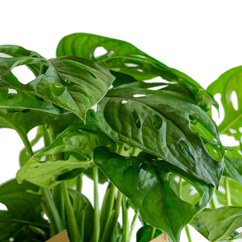 Leaves of Potted Monstera Swiss Cheese - Best Quality Easy-Care Houseplant Monstera Adansonii Obliqua 6” - Buy repotted indoor plant Monstera Adansonii Swiss Cheese for delivery at Planteia
