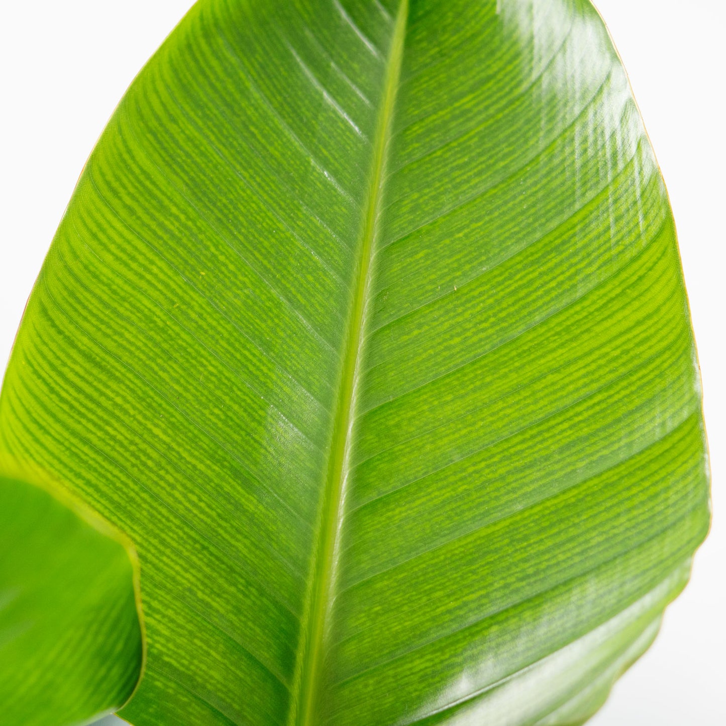 Leaves of Potted White Bird of Paradise - Best Quality Tropical Houseplant Strelitzia Nicolaii 6” - Buy repotted indoor plant White Bird of Paradise for delivery at Planteia