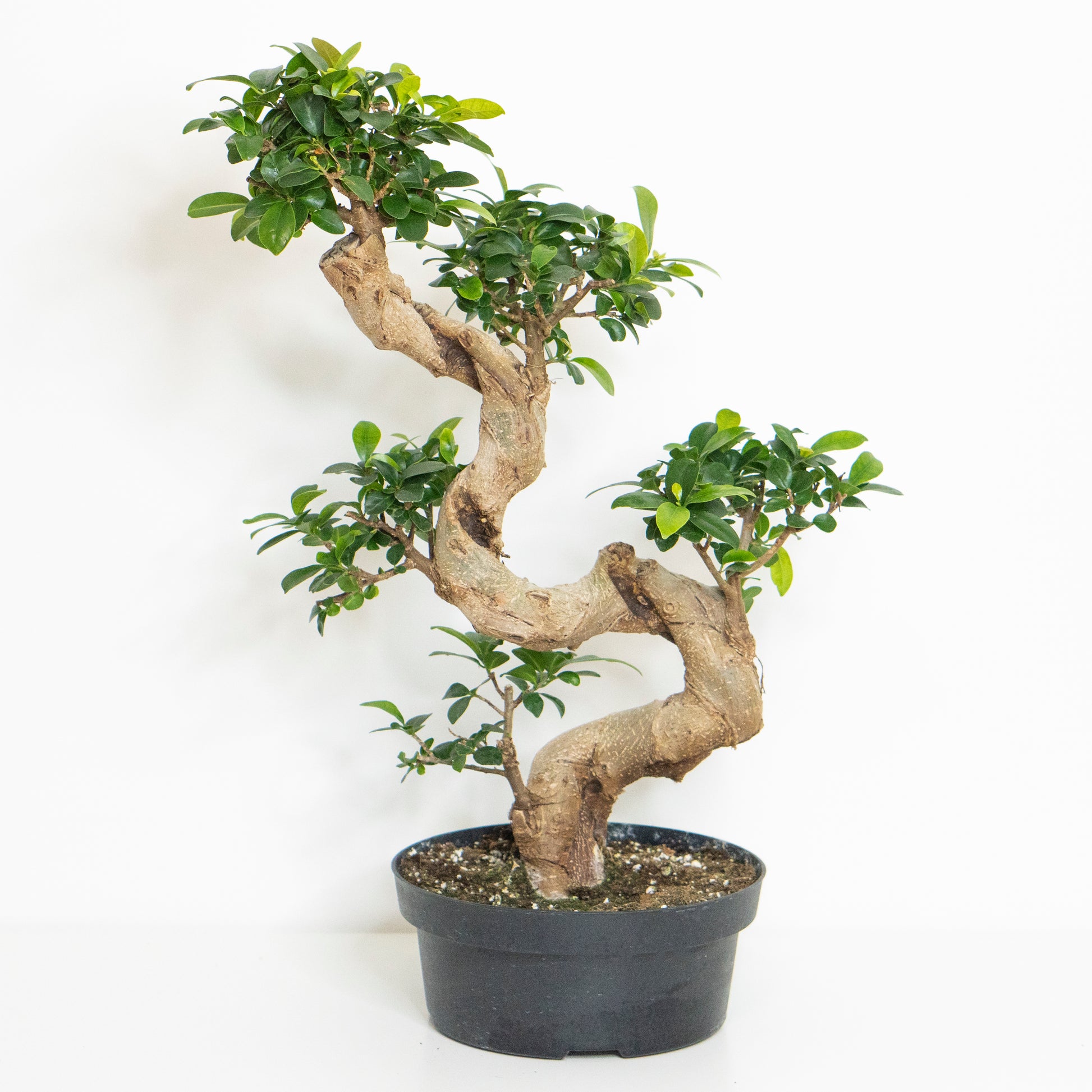 Potted Rare Houseplant Bonsai Ficus Retusa S-Shape 8” - Buy repotted rare indoor plant Bonsai Ficus Retusa with twisted trunk for delivery at Planteia