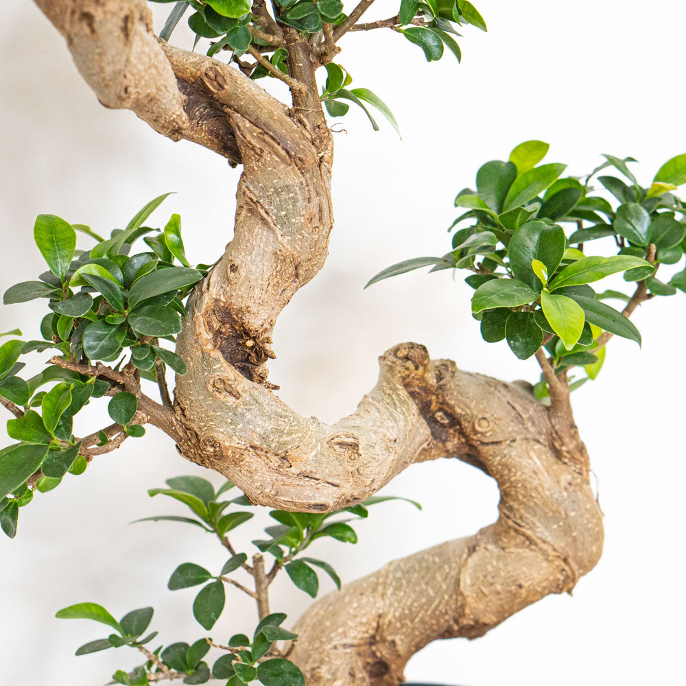 Leaves of Potted Rare Houseplant Bonsai Ficus Retusa S-Shape 8” - Buy repotted rare indoor plant Bonsai Ficus Retusa with twisted trunk for delivery at Planteia