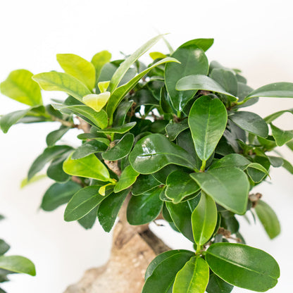Leaves of Potted Rare Houseplant Bonsai Ficus Retusa S-Shape 8” - Buy repotted rare indoor plant Bonsai Ficus Retusa with twisted trunk for delivery at Planteia