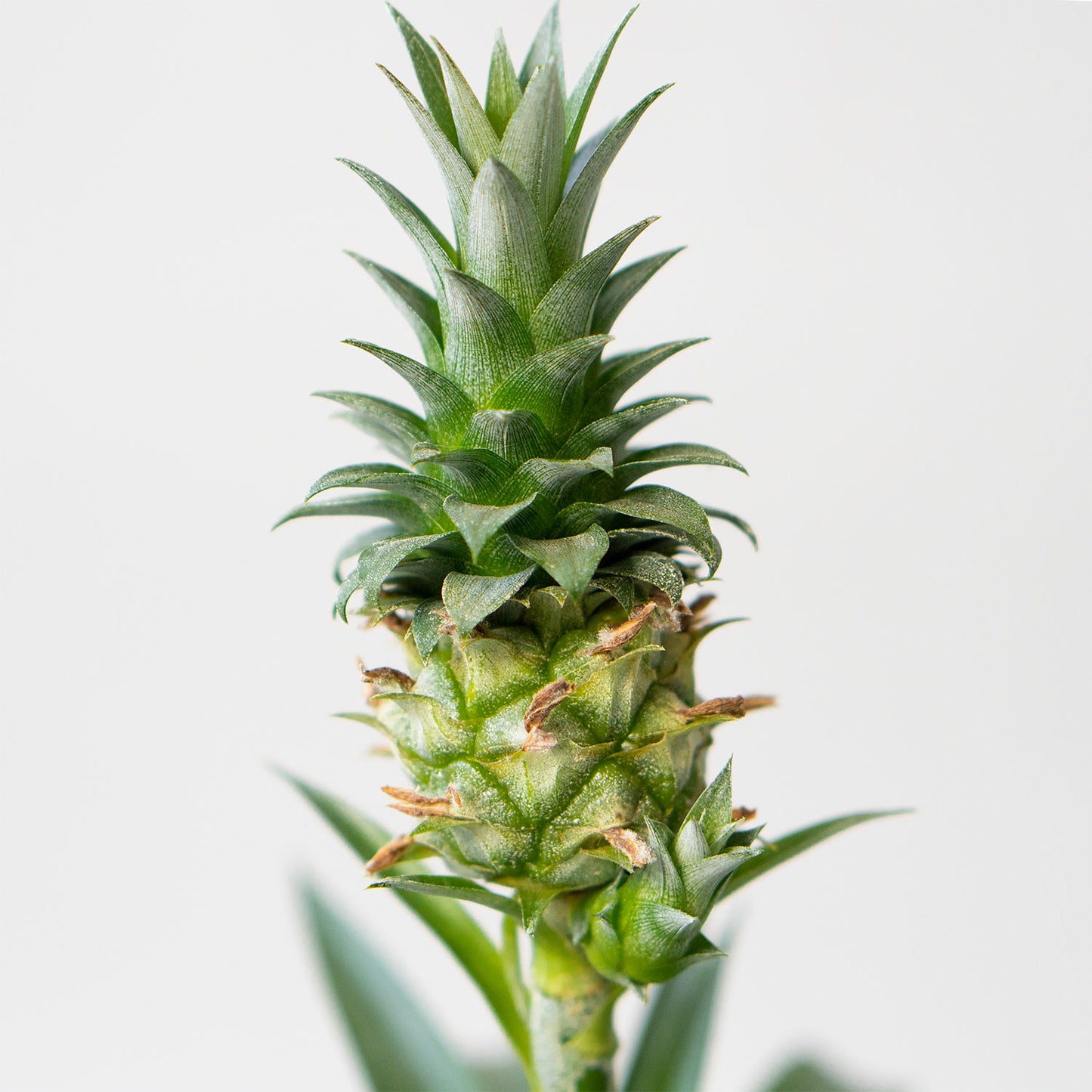 Potted Fruit Houseplant Pineapple 6” - Buy repotted indoor plant Pineapple for delivery at Planteia