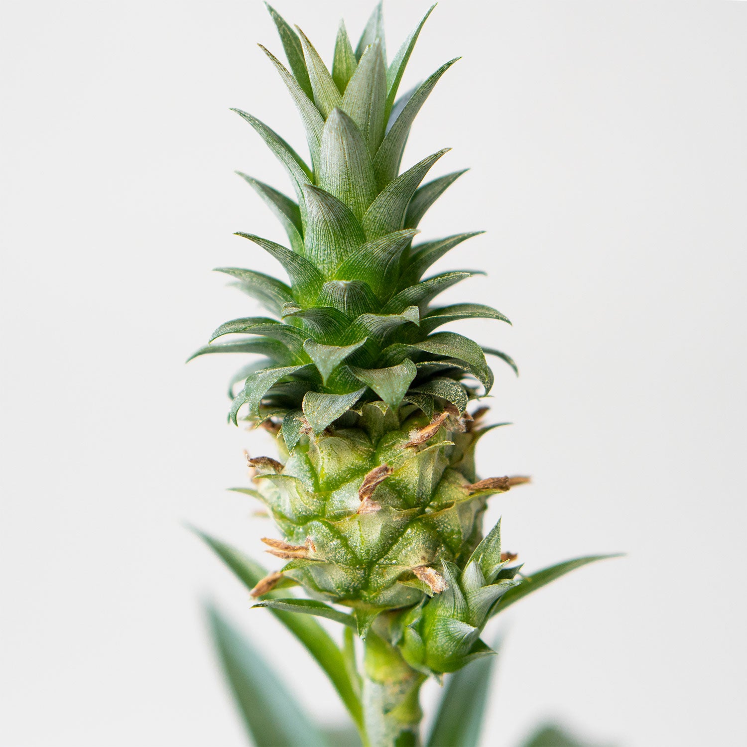 Potted Fruit Houseplant Pineapple 6” - Buy repotted indoor plant Pineapple for delivery at Planteia