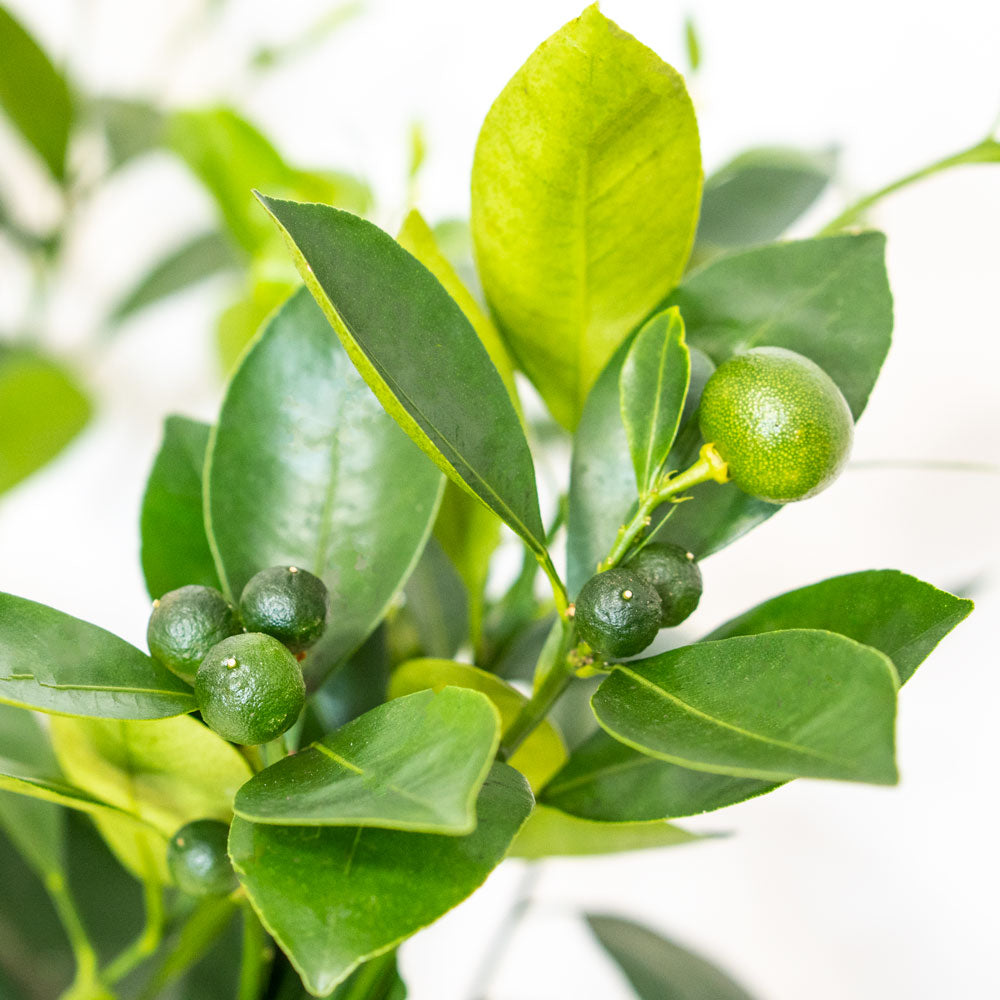 Fruits and Leaves of Potted Citrus Calamondin - Shop Houseplant Citrofortunella Citrus Calamondin 6” - Buy repotted indoor plant Citrus Calamansi for delivery at Planteia