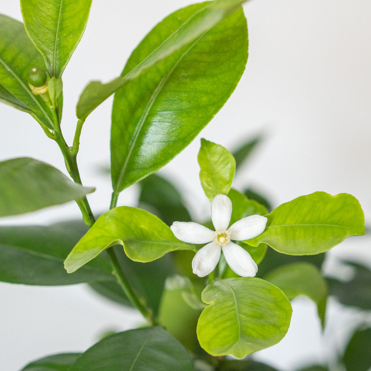 Flowers of Potted Citrus Calamondin - Shop Houseplant Citrofortunella Citrus Calamondin 6” - Buy repotted indoor plant Citrus Calamansi for delivery at Planteia