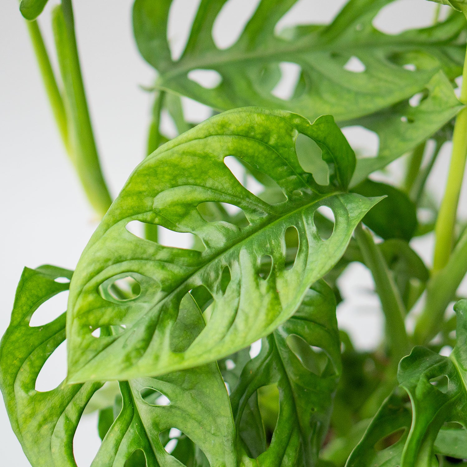 Leaves of Potted Monstera Swiss Cheese - Best Quality Easy-Care Houseplant Monstera Adansonii Obliqua 6” - Buy repotted indoor plant Monstera Adansonii Swiss Cheese for delivery at Planteia