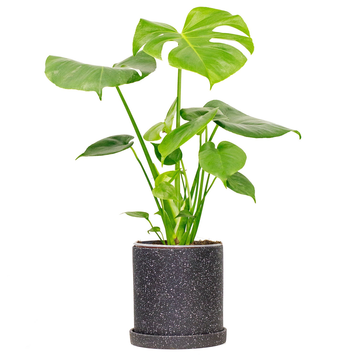monstera deliciosa buy canada Monstera Deliciosa | Monstera Swiss Cheese in 6” Pot | Potted Split Leaf Monstera for sale | Easy-Care Potted Indoor Plant for Delivery
