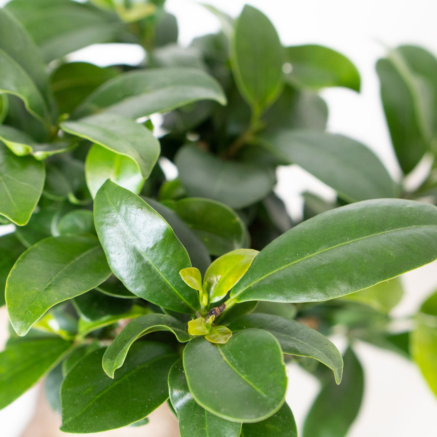 Leaves of Potted Rare Houseplant Bonsai Ficus Retusa 6” - Buy repotted rare indoor plant Bonsai Ficus Retusa for delivery at Planteia