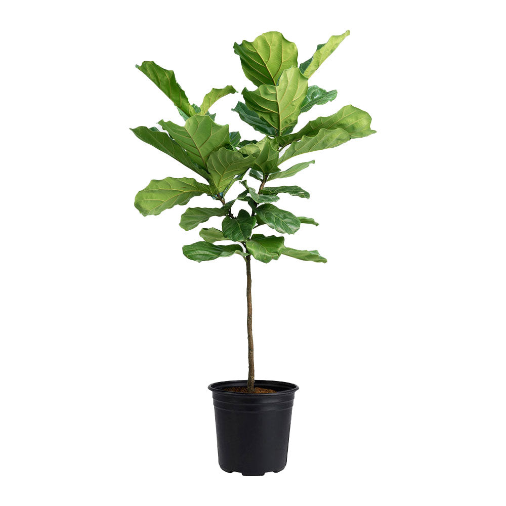 Potted Large Fiddle Leaf Fig Branched - Shop Floor Houseplant Fiddle Leaf Fig Branched 10” - Buy repotted big indoor plant Ficus Lyrata Branched for delivery at Planteia