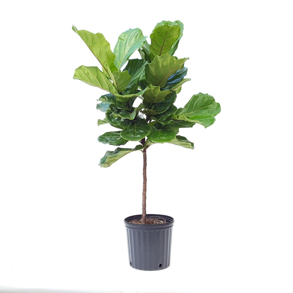 Potted Large Fiddle Leaf Fig Branched - Shop Floor Houseplant Fiddle Leaf Fig Branched 10” - Buy repotted big indoor plant Ficus Lyrata Branched for delivery at Planteia
