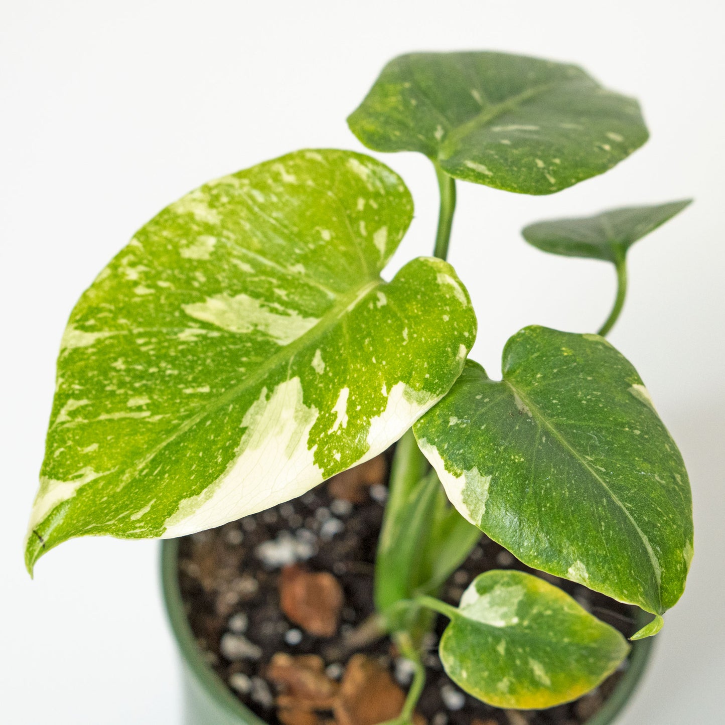 Variegated Leaves of Potted Rare Monstera Thai Constellation - Best Quality Houseplant Variegated Monstera Thai Constellation 4.5” - Buy repotted rare indoor plant Monstera Thai Constellation for delivery at Planteia
