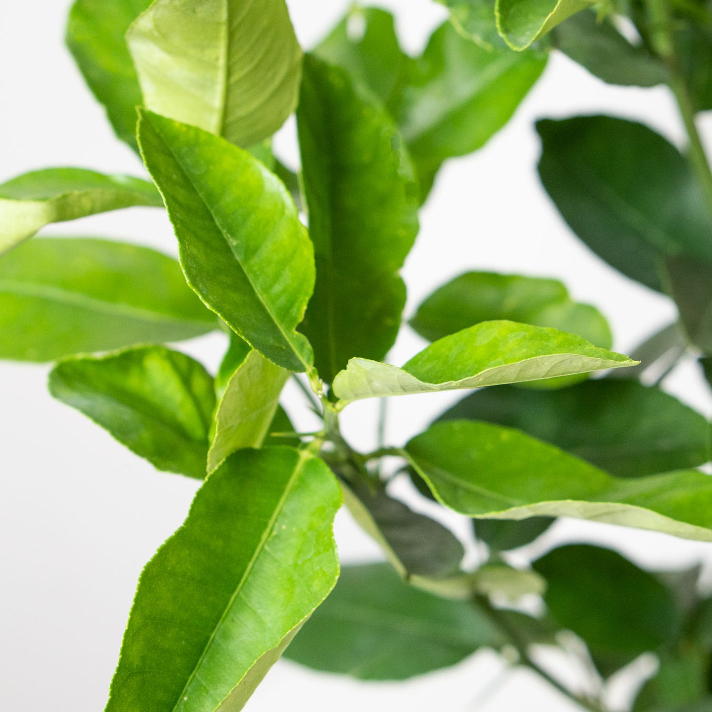 Leaves of Potted Citrus Lemon Ponderosa - Shop Houseplant Citrus Lemon Tree 6” - Buy repotted indoor plant Citrus Lemon Ponderosa Tree for delivery at Planteia
