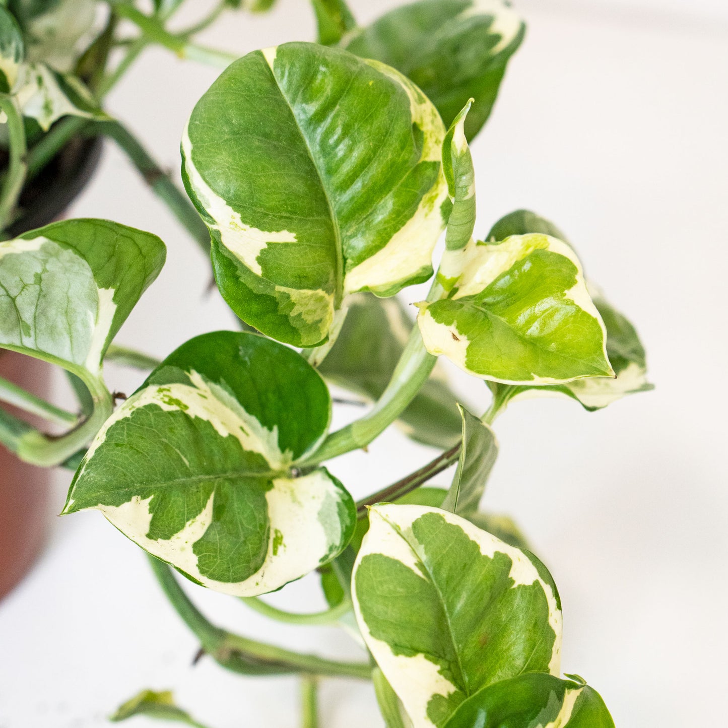 Leaves of Potted Pothos N’Joy - Best Quality Easy-Care Trailing Houseplant Pothos N’Joy 6” - Buy repotted easy-care indoor plant Pothos N’Joy for delivery at Planteia