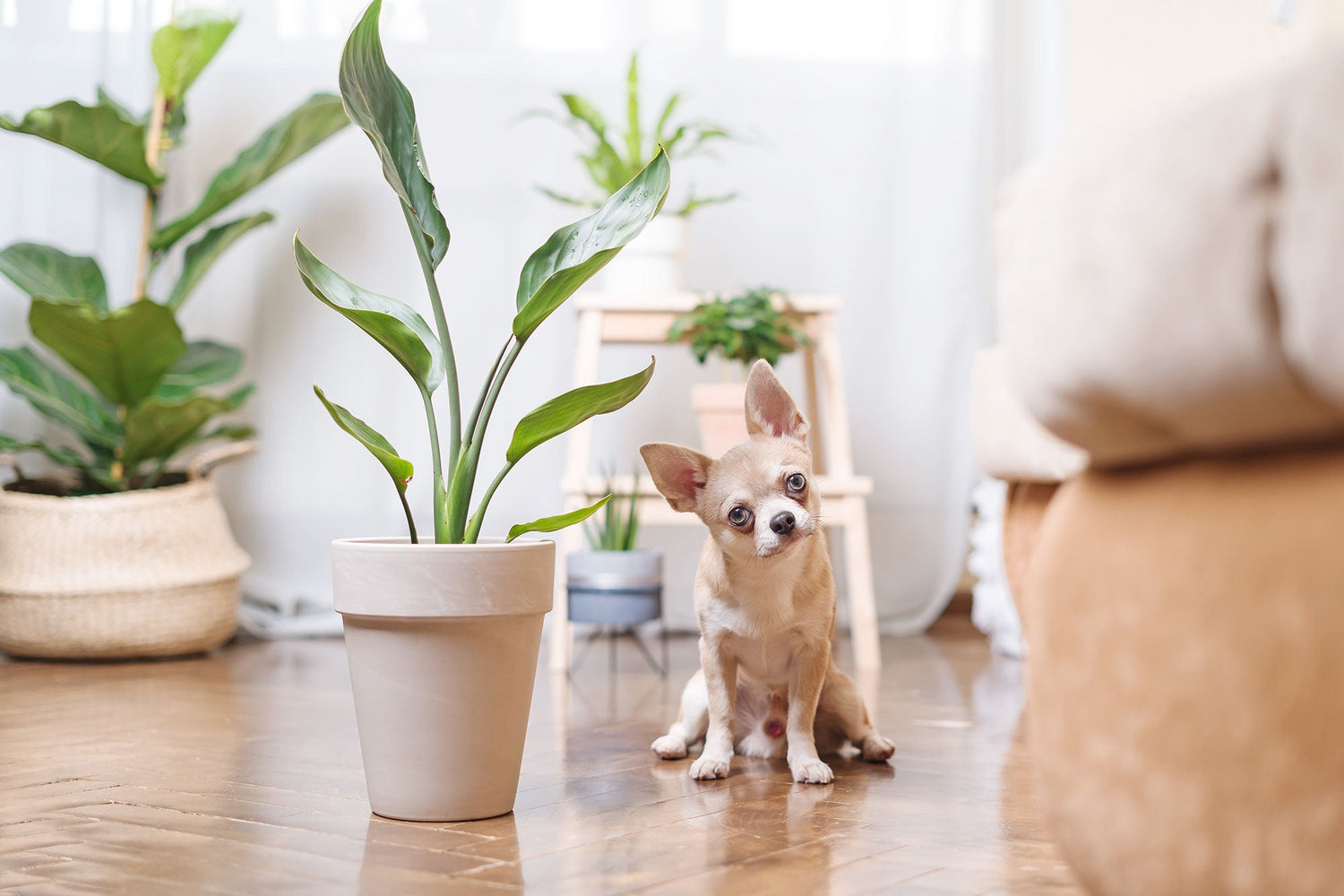 Pet Friendly Plants