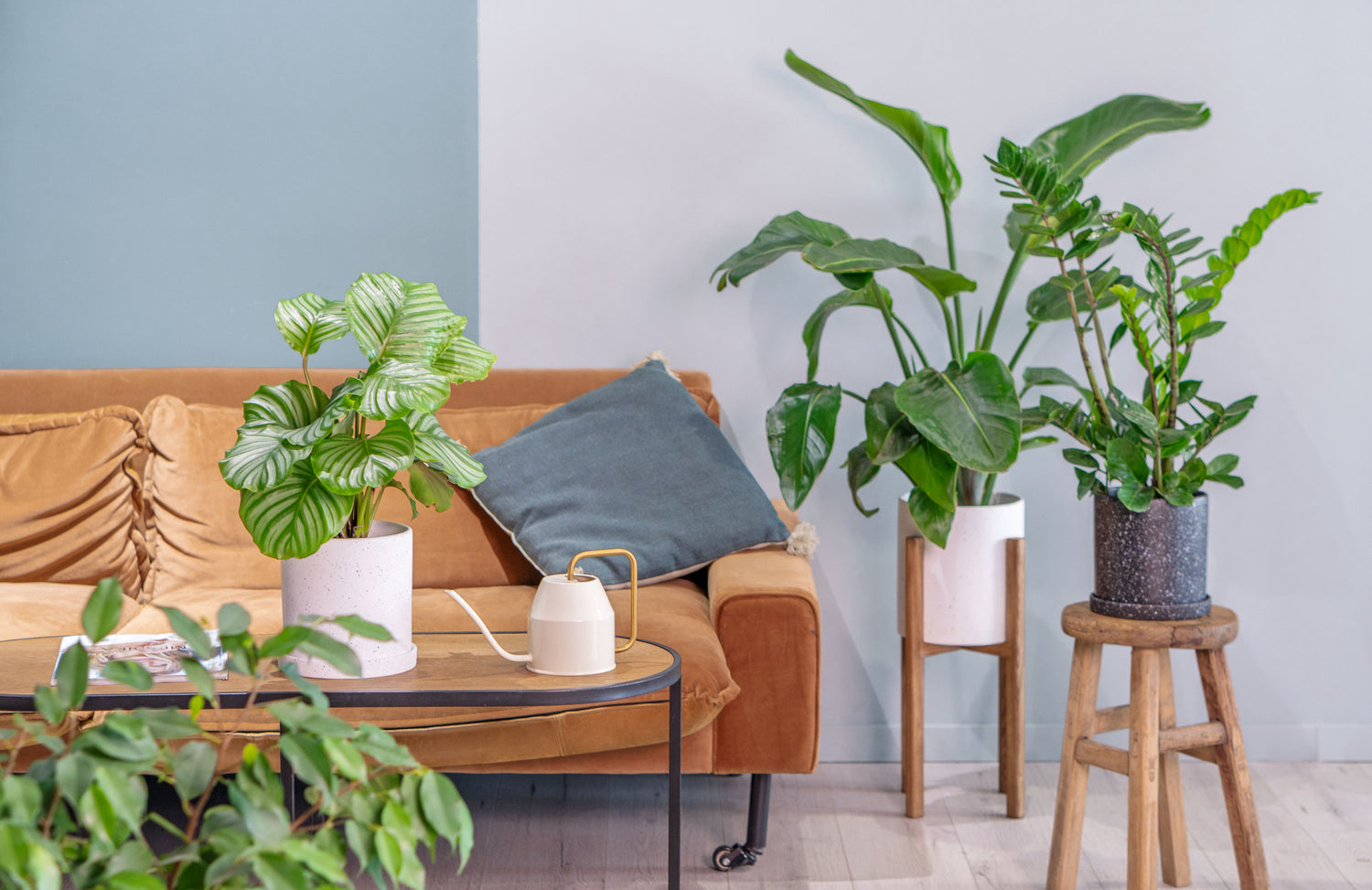 Large Plants